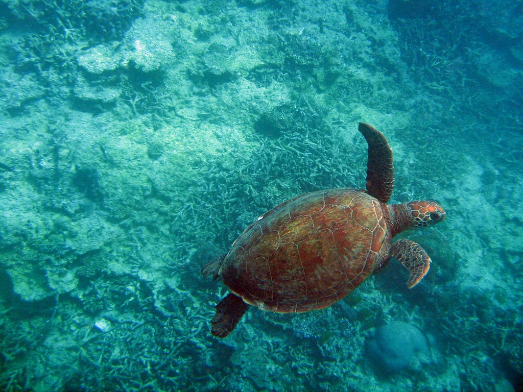Reef & Marine Life